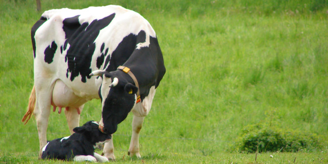 mutterkuh mit kalb auf weide