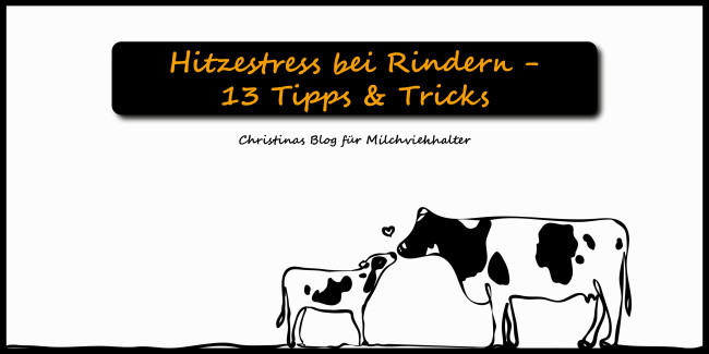 tipps zu hitzestress bei rindern