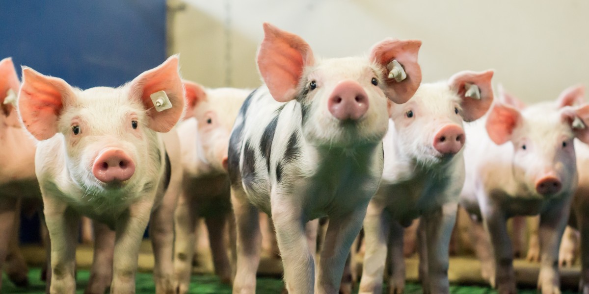 Neugierige Ferkel in modernem Aufzuchtstall