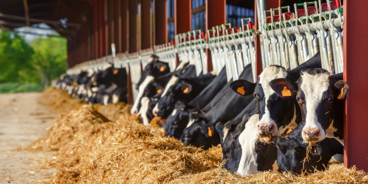 Holstein Friesian fressen im Stall