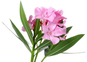 oleander