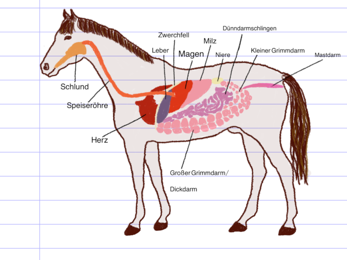organe pferd
