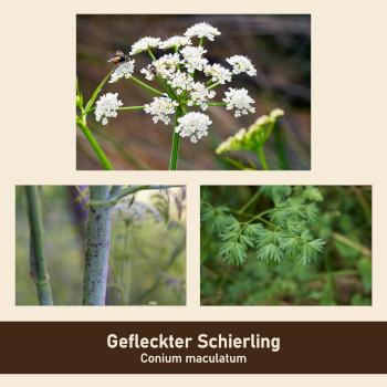 gefleckter schierling