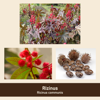 rizinus