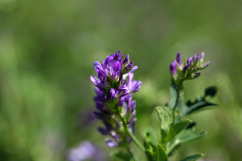 luzerneblüte