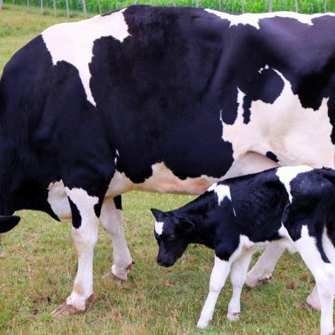 mutterkuh mit kalb