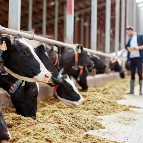 landwirt besucht seine kühe im stall