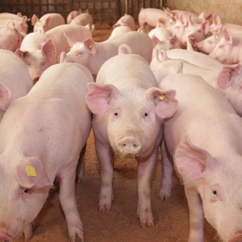 schweine