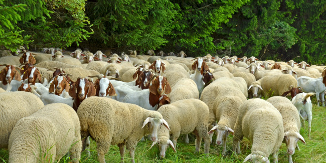 schafe und ziegen