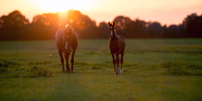 stute und fohlen im sonnenuntergang