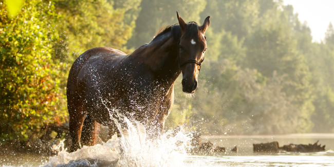 pferd plantscht im wasser