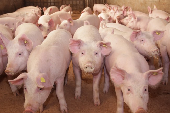 schweine