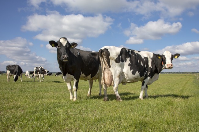 Holstein Kühe auf Weide