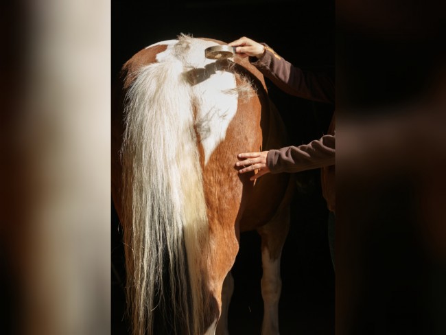 Pferd wird gebürstet
