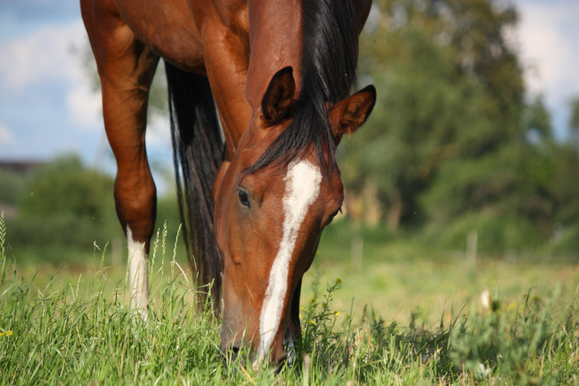 Pferd frisst auf Weide