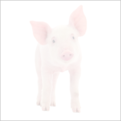 platzhalter schwein