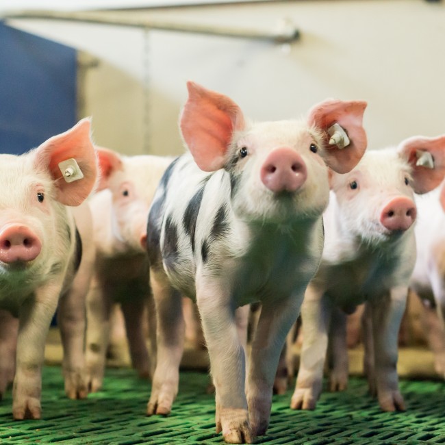 Neugierige Ferkel in modernem Aufzuchtstall