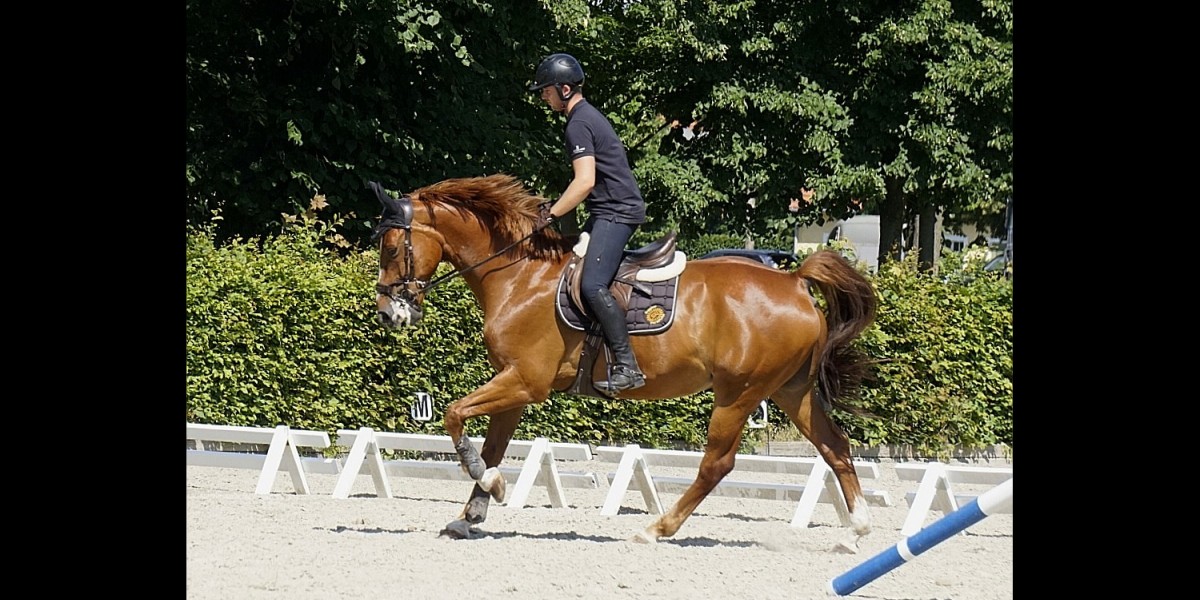 Pferd wird geritten