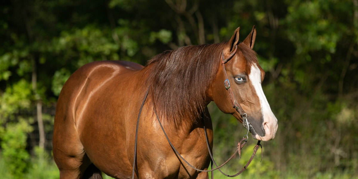 braunes quarterhorse