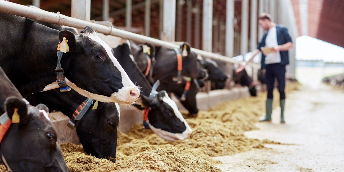 landwirt besucht seine kühe im stall