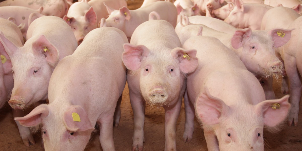 schweine