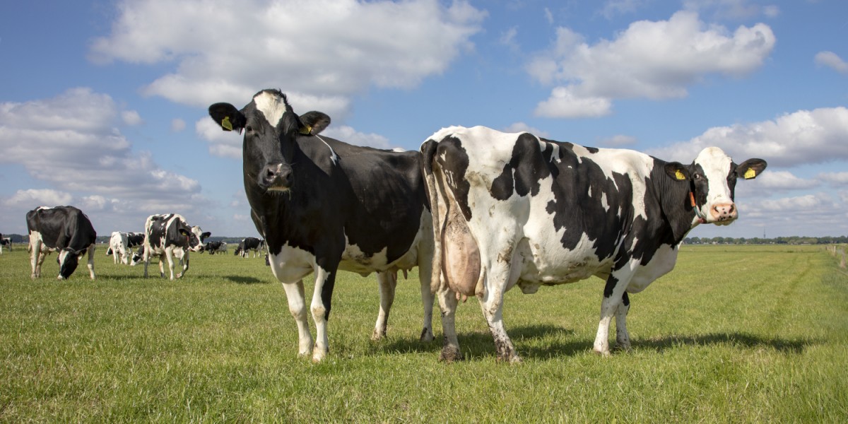 Holstein Kühe auf Weide