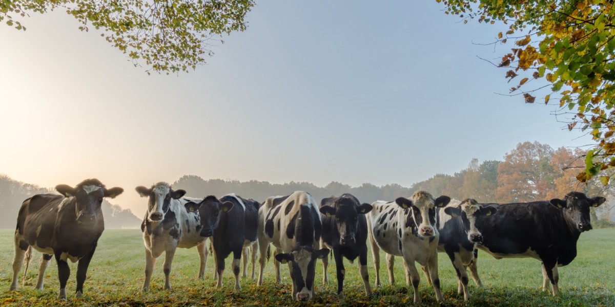 Weiderinder im Herbst