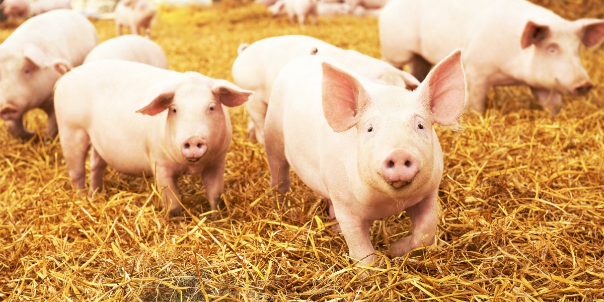 Schweine im Stall