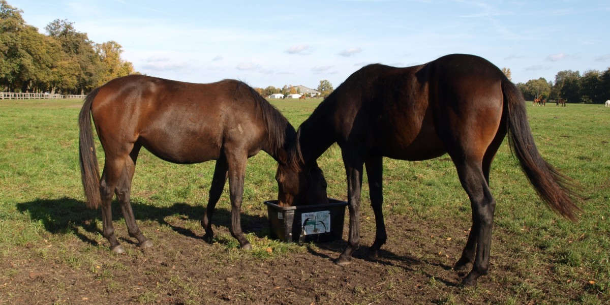 Weidepferde fressen Mineralleckmasse