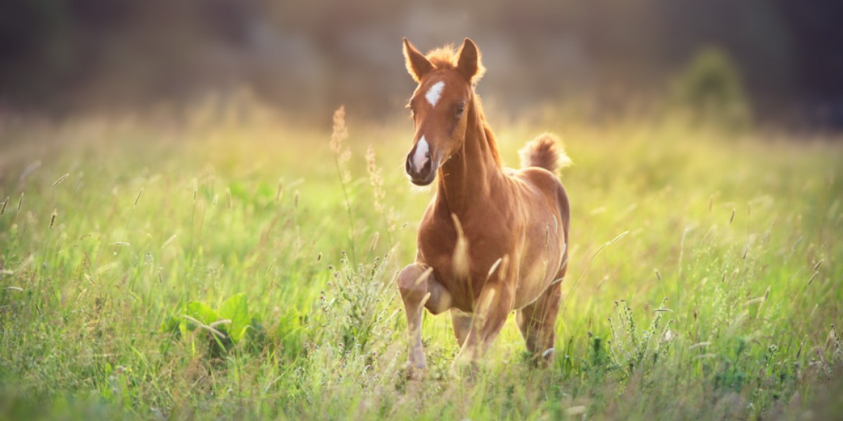 Fohlen rennt über die Wiese