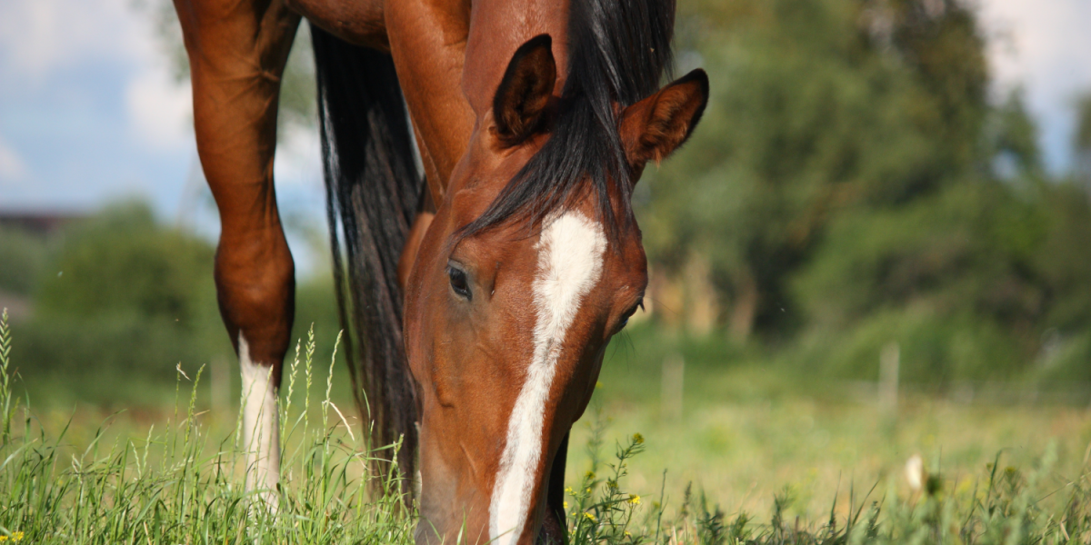 Pferd frisst auf Weide